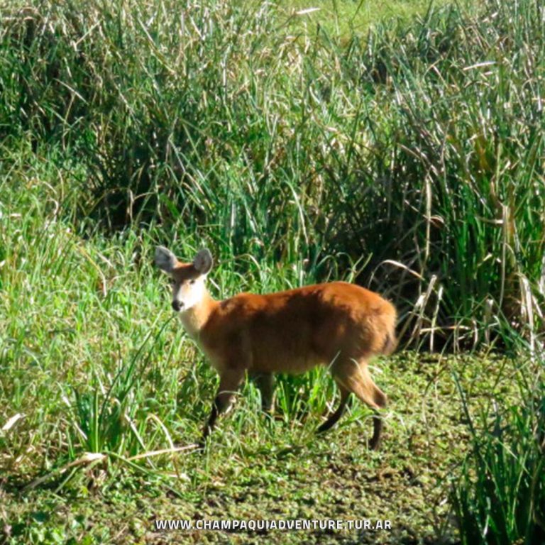 Champaquí Adventure - Esteros del Iberá - 3