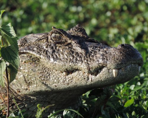 Esteros de Iberá Esteros de Iberá
