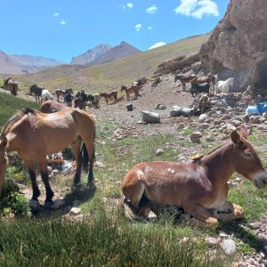 WhatsApp Image 2023-01-17 at 16.49.20 (1)