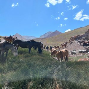 WhatsApp Image 2023-01-17 at 16.49.20